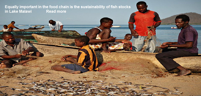 Lake Malawi Fish Stocks